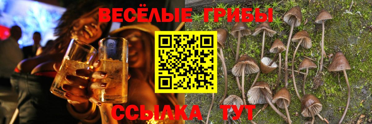 Галлюциногенные грибы Psilocybine cubensis  Галлюциногенные грибы Psilocybe  Сланцы  Вход с VPN 